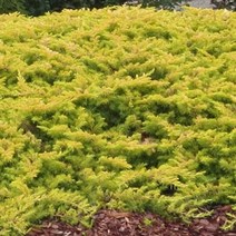 목하원예조경 향나무 묘목 (황금좀눈향나무 ) 3치포트묘, 1개