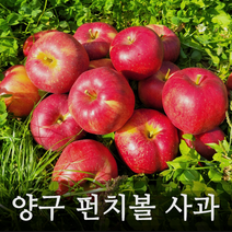 양구 펀치볼 명품 부사 사과 5kg 10kg 정품, 5kg 소 (20과)