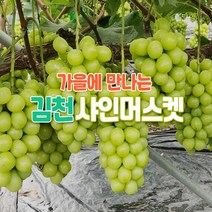 (인빌푸드)탱글탱글 김천 샤인머스켓(3~4송이) 2kg, 단품
