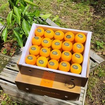 [5천원가격인가] 고당도 하우스 유라조생귤 3kg(선물용 로얄과) 가장 보기좋고 맛좋은 S M 사이즈구성 제주과일선물세트