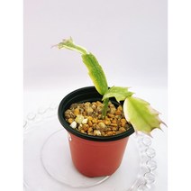 무늬 게발선인장 no.33