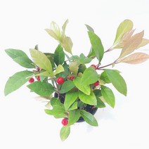 cocooning 공기정화식물 돈을 벌어주는 만냥금 천냥금