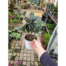30~50cm 멜라니고무나무 중품 79