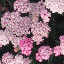 톱풀 야로우 모종 (1분얼) 원더풀 왐피 (Wonderful Wampee) 목수의약초 노지월동가능한 예쁜분홍꽃 GP70