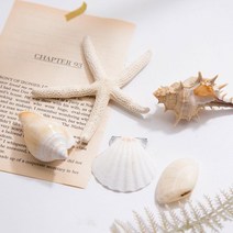 [천삼백케이] [엠디자인] 썸머 비치 조개장식 5set(내추럴), 단품