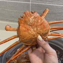 구룡포 자숙 홍게 육수용 수율50이상 3kg 12마리내외, 상세페이지 참조, 상세페이지 참조