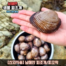남해안 피조개 피꼬막 피조개회 조개 구이 찜 탕, 8kg, 1개