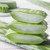 [KT알파쇼핑]알로에 사포나리아 생잎 3kg