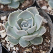 타이니버거 예쁜 다육식물 소품랜덤발송 0227-62