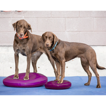 Fitpaws 핏포즈 강아지 훈련 노견 슬개골 디스크 뒷다리 재활 운동 짐볼 Balance Disc, Balance Disc (35cm), 라즈베리