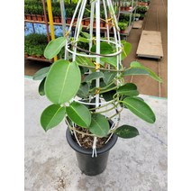 50~70cm 209 넝쿨마다가스카르 자스민 대품