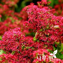 [나무인] 칠자화 개화주 독립수용 (차량배송)