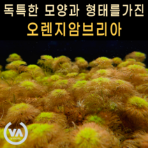 [비바소녀] 어디서왔니? 오렌지암브리아(7촉) / 초보수초 어항수초 전경수초 구피 체리새우 은신처