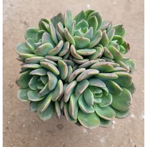 [별이네 다육] 다육식물 덴트라쨈