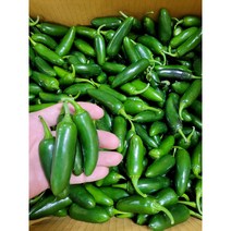할라피뇨고추 퍼펙트 퍼펙토 아삭이 장아찌용, 1kg