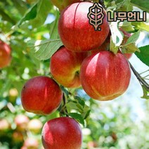 사과나무 유실수 나무언니, 미니사과(루비에스) R4cm결실주