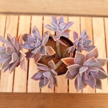 분홍 용월 키우기 예쁜 잘키운 다육식물650랜덤, 단품, 1개