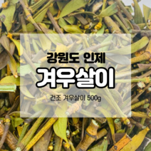 강원도 참나무 건조 겨우살이 500g 겨우살이차 국산, 1개