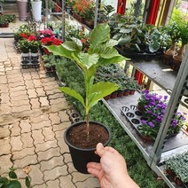 30~50cm 49 외목대 초특가 중품 커피나무