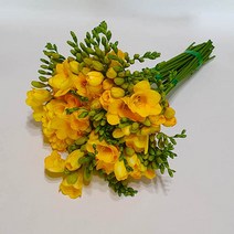 프리지아 생화 꽃다발 30송이 산지직송 후리지아만 판매하는 전문농장 (산애팜)