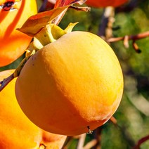 [충북농원] 태추 감 묘목 1년생 접목묘, 접목/1년생/상묘