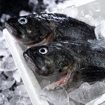 통영 손질 활 우럭 1kg 당일조업 발송 / 손질후 실중량 700g 내외, 1개