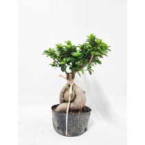 인삼팬다 중품 인산팬더 인삼벤자민 미세먼지 가습식물 [박씨농원], 1개