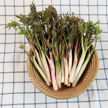 청정강원 눈꽃 땅두릅 독활 500g