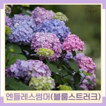 수국나무 묘목 정원수국 엔들레스썸머 블룸스트러크 5치포트 1개
