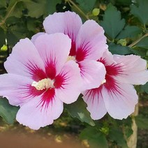 광일농원 무궁화 H1.0이상 20주, 1개