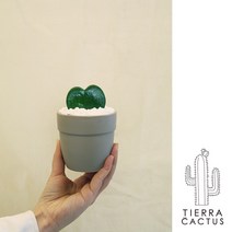 *티에라선인장* 귀요미 하트 다육이 하트호야 - 세라믹 4color, 딥베이지