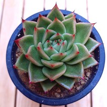 신라이 실내 키우기 예쁜 거실 다육 화분80 랜덤, 단품