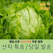 양상추 6통 / 12통 / 깐양상추 8kg 산지직송 당일 배송, 양상추 12통