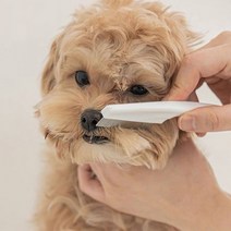 눈물빗(대) 진드기빗 참빗 강아지 애견빗 눈꼽빗 고양이, 랜덤 발송, 1개