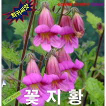 (희귀씨앗) 꽃지황 25립, 1개