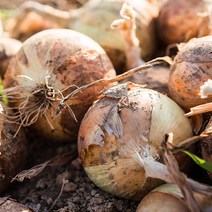 22년 와송품은 무안 햇 양파, 1박스, 무안양파 10kg