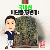국내산 비단풀(땅빈대) 300g/100g (경북 영천) 국산, 100g