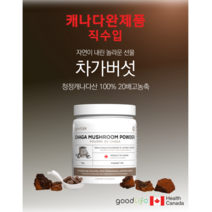차가 버섯 청정 캐나다 20배고 농축 폴리 페놀 면역 증강 도움 당뇨 관리 췌장강화, 차가버섯