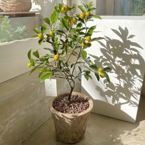 그루 금귤나무 중형 빈티지토분, 2 리본, 2. 받침 추가, 1. 팻말 안함