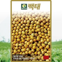 백태콩 메주콩 씨앗 메주콩 씨 백태 종자 30g, 1개