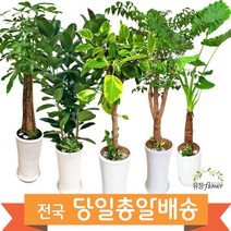 개업 축하 화분 대형 전국 당일배송, 06. 아레카야자