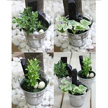 가꾸지오 공기정화식물 천연가습 실내인테리어 생화 미니숯정원, 미니숯정원-미니금사철, 1개