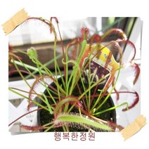 행복한정원 식충식물, 끈끈이주걱