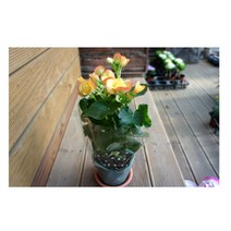 그린플랜트 꽃베고니아 공기정화식물 화분 최다종, 1개, 1개