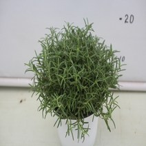 온누리농원 로즈마리-6, 로즈마리, 1