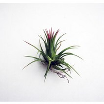 그린플랜트 틸란드시아 이오난사 소형 에어플랜트, 1개