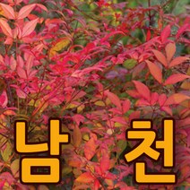 지엘파크농장 남천3그루 약80cm 정원 전원주택 조경수