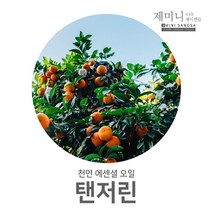 제미니상사 텐저린, 1개, 10ml