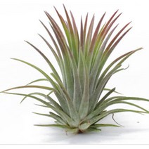 블룸 틸란드시아 원예 L, 이오난사, 1개