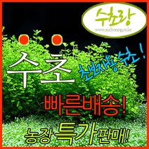 수초랑 수초세트 초중고급자, 1개